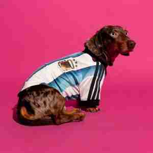 Maglietta Calcio Argentina Animale Domestico 2026