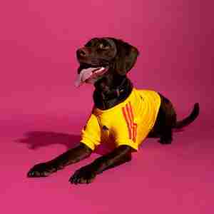 Maglietta Calcio Columbia Animale Domestico 2026